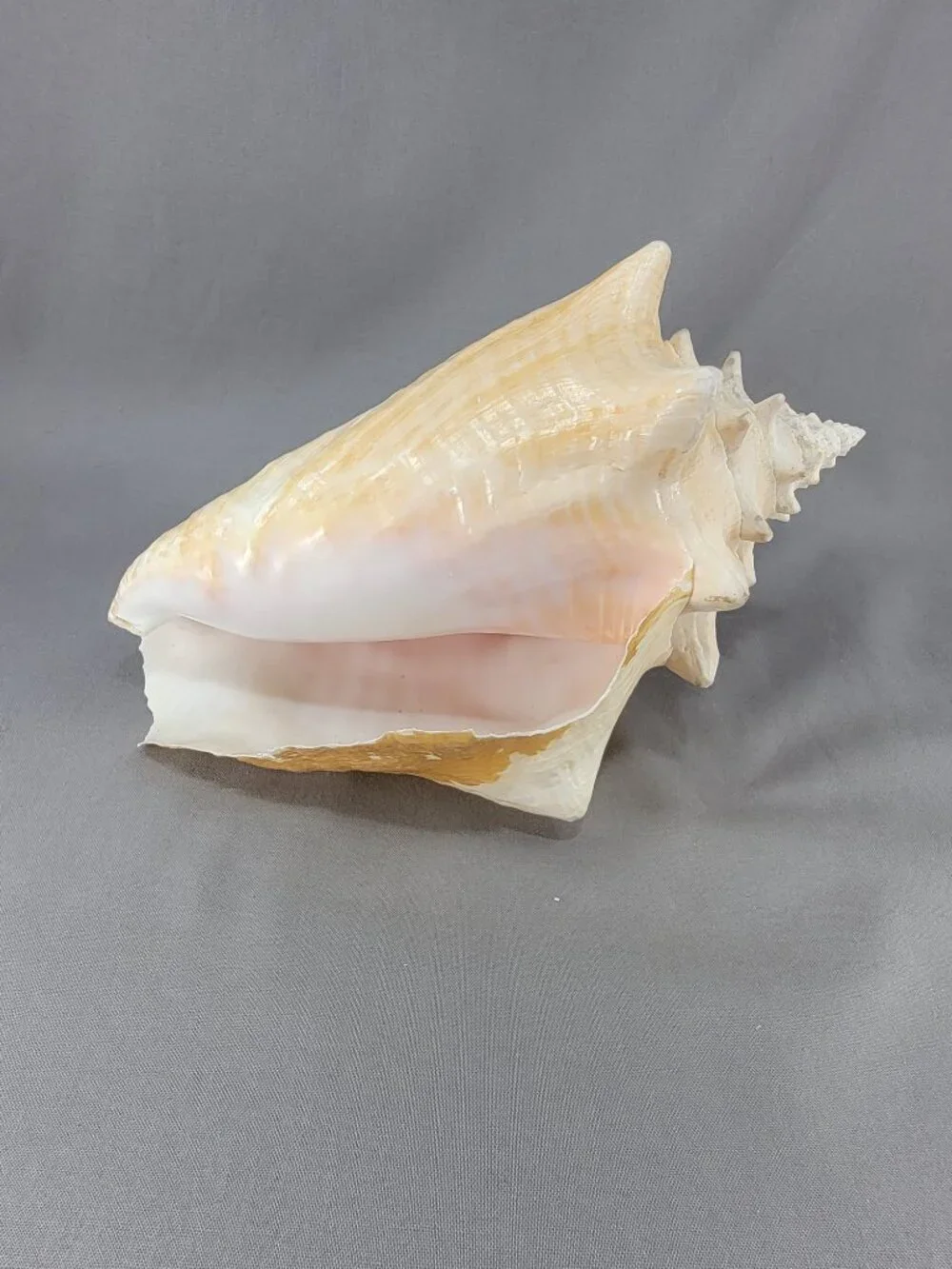 Vtg Natural Conch Seashell Shell Beach Nautical Home Decor Weathered Distressed